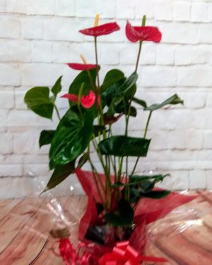 Planta anthurium RF 623