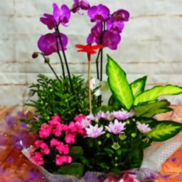 caja orquídea y plantas RF 1628