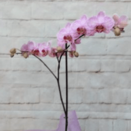 Orquídea lila y macetero dia madre RF 649