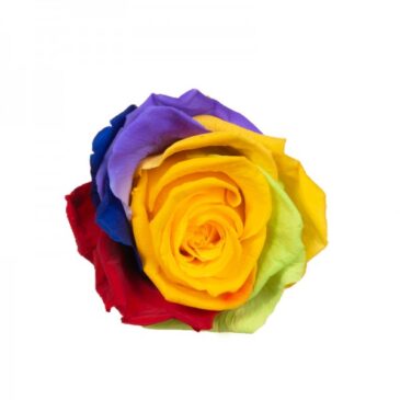 Rosa eterna Rainbow RF 1707