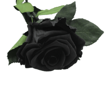 Rosa eterna Black Beauty RF 1703