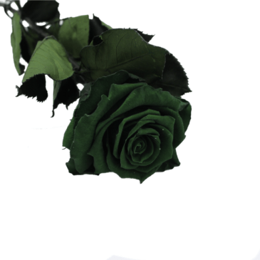 Rosa eterna Esmerald green RF 1689