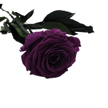 Rosa eterna grape RF 1685