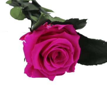 Rosa eterna hot pink RF 1677