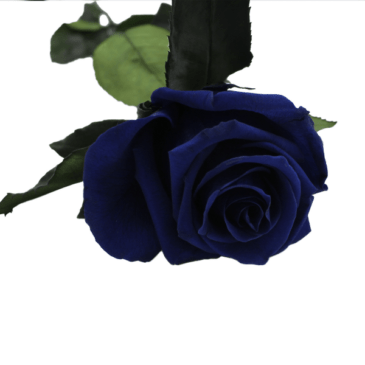 Rosa eterna Ocean Blue RF 1673