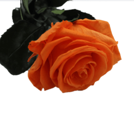 Rosa eterna Orange flame RF 1669