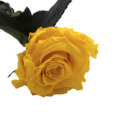 Rosa eterna sunny yellow RF 1660